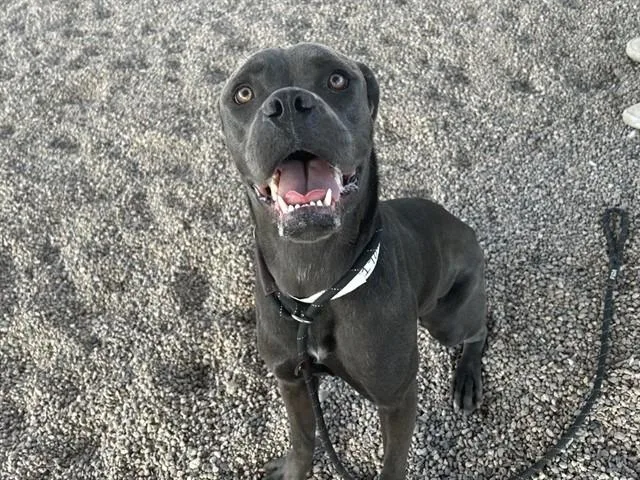 A young large-sized female Cane Corso dog named Caterpillar for adoption in Mesa, AZ
