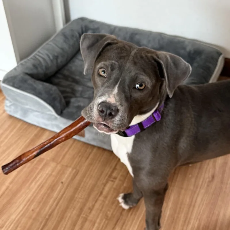 A young small-sized female Gray / Blue / Silver Pit Bull Terrier dog named Gina for adoption in Weimar, CA