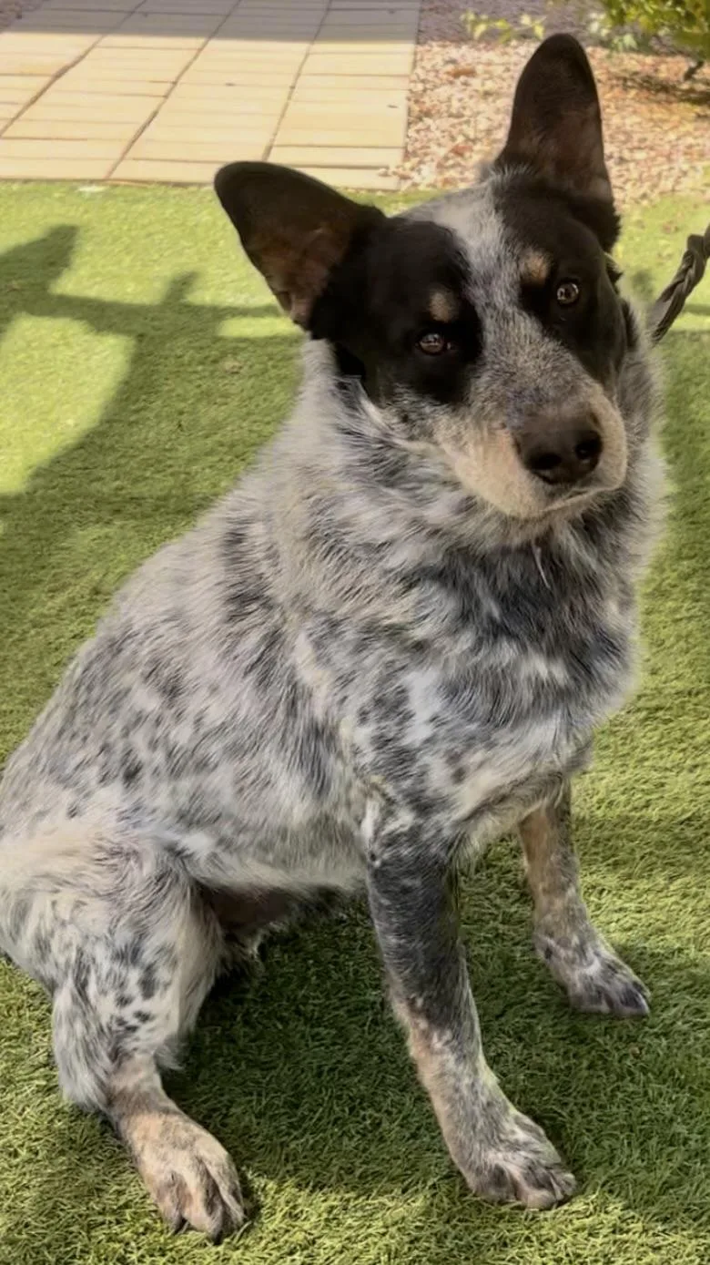 An adult large-sized male Merle (Blue) Australian Cattle Dog / Blue Heeler dog named Ace for adoption in Payson, AZ