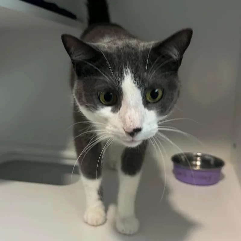 An adult medium-sized male American Shorthair cat named Juno for adoption in Danbury, CT