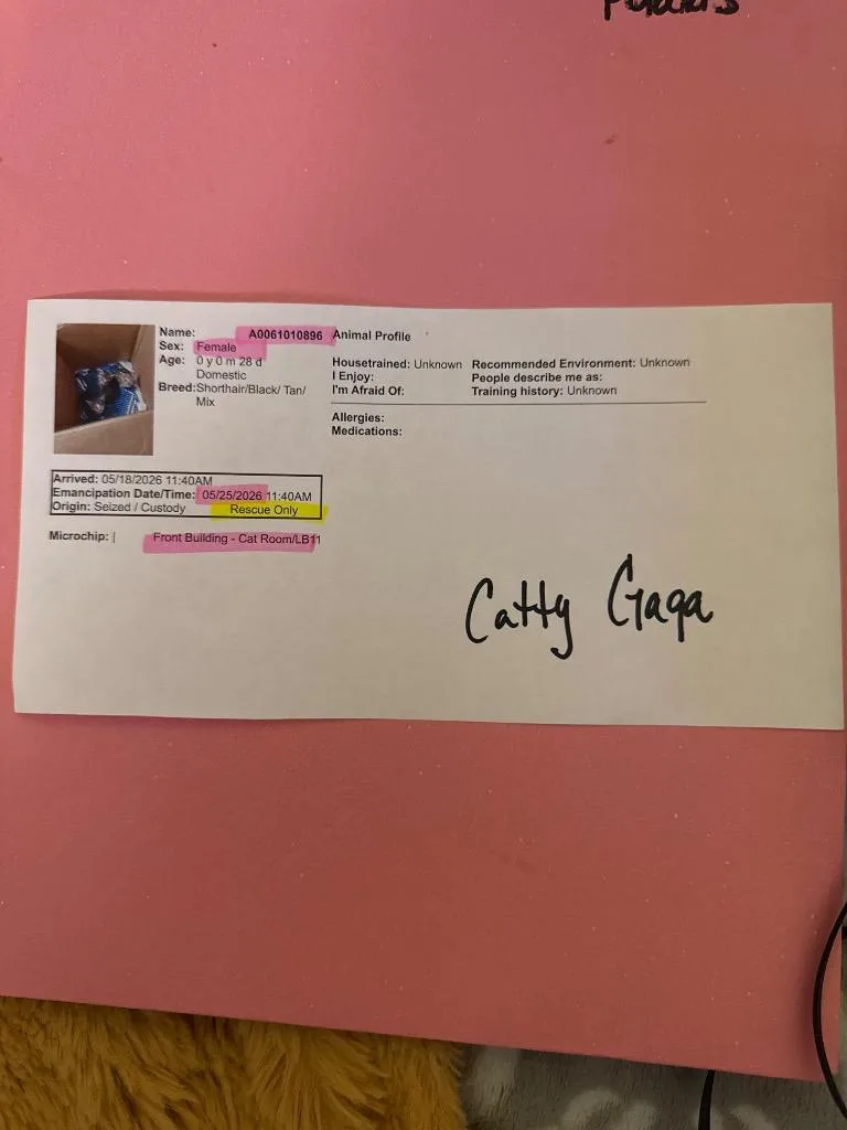 A baby medium-sized female Domestic Short Hair cat named Catty Gaga for adoption in Douglasville, GA