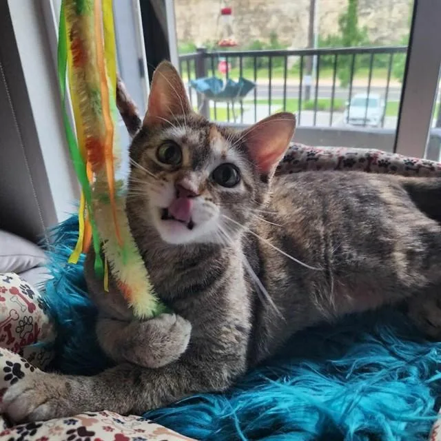 An adult large-sized female Domestic Short Hair cat named Ziri for adoption in Saint Peters, MO