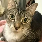 An adult small-sized female Gray / Blue / Silver Domestic Short Hair cat named Mama for adoption in Seminole, FL