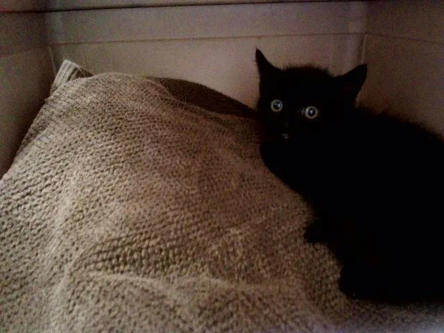 A baby small-sized female Domestic Medium Hair cat named A for adoption in Martinez, CA
