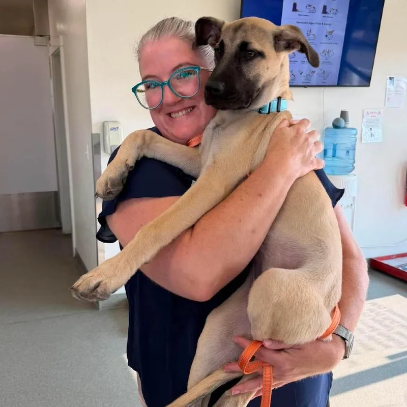 A baby medium-sized female Yellow / Tan / Blond / Fawn Great Dane dog named Roo for adoption in Nampa, ID