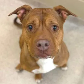 An adult medium-sized female Brown / Chocolate American Staffordshire Terrier dog named Fendi for adoption in Novelty, OH
