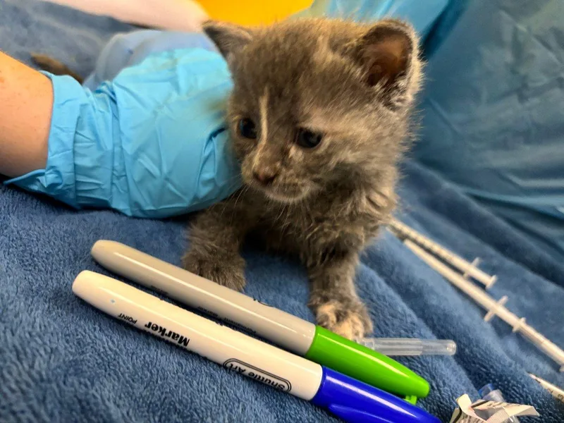A baby small-sized female Dilute Tortoiseshell Domestic Short Hair cat named Bonnie Bell for adoption in Raleigh, NC