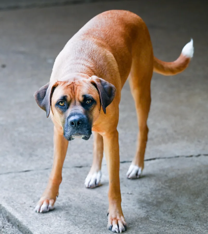 An adult large-sized male Brown / Chocolate Mountain Cur dog named JeanPierre for adoption in Chattanooga, TN