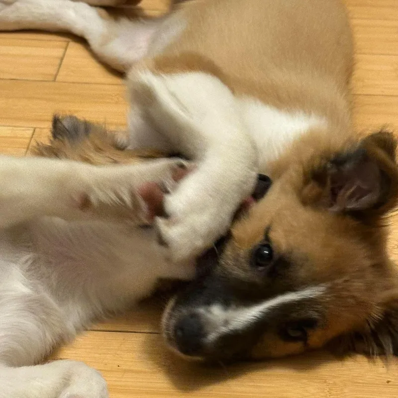 A baby medium-sized male Golden Collie dog named Watson for adoption in Brockport, NY