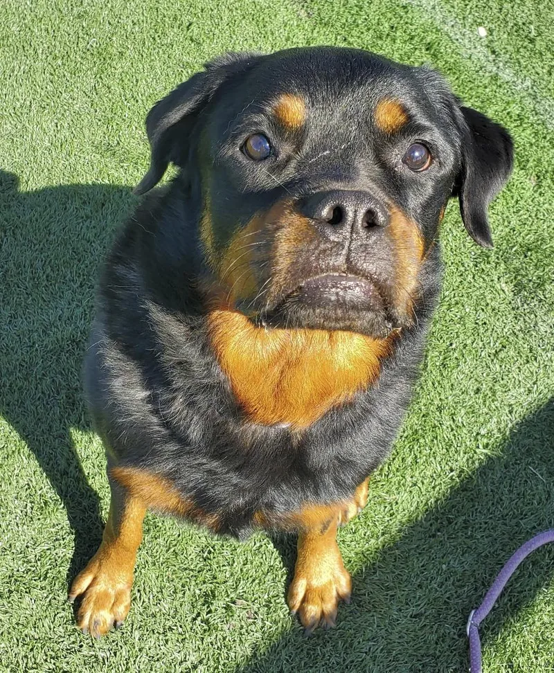 An adult large-sized female Rottweiler dog named Kona for adoption in Oswego, IL
