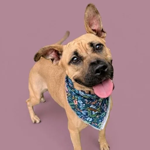 Sandy Is A Sweetheart thumbnail 2