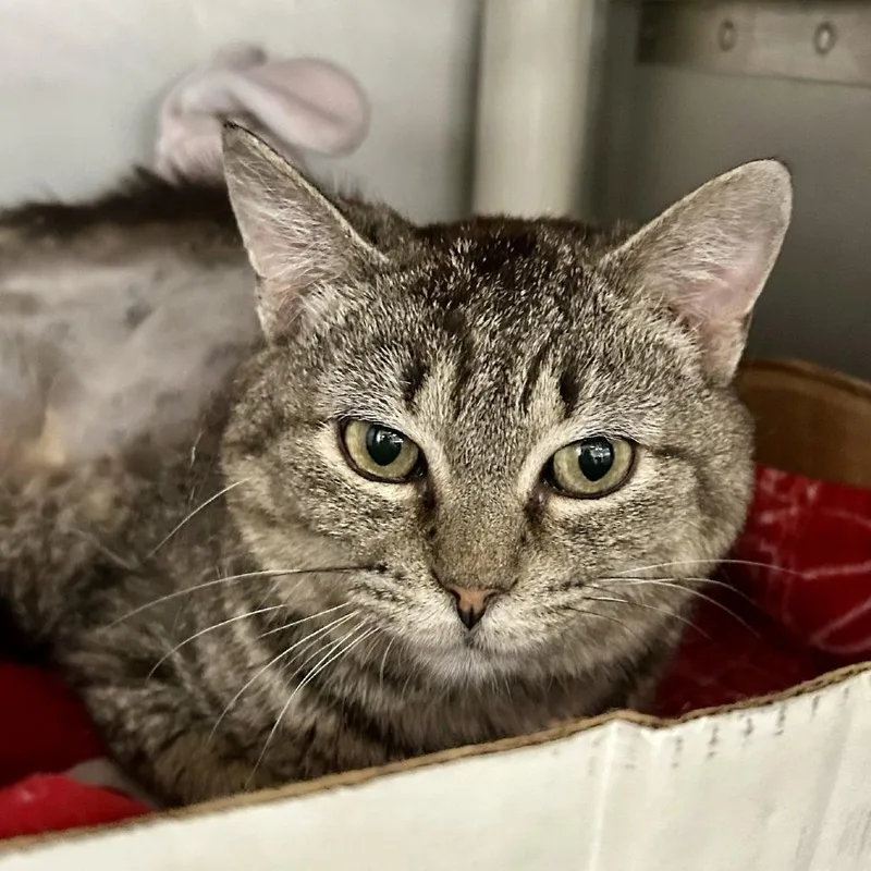 A senior medium-sized female Brown / Chocolate Domestic Short Hair cat named Robbins for adoption in Hamburg, NY