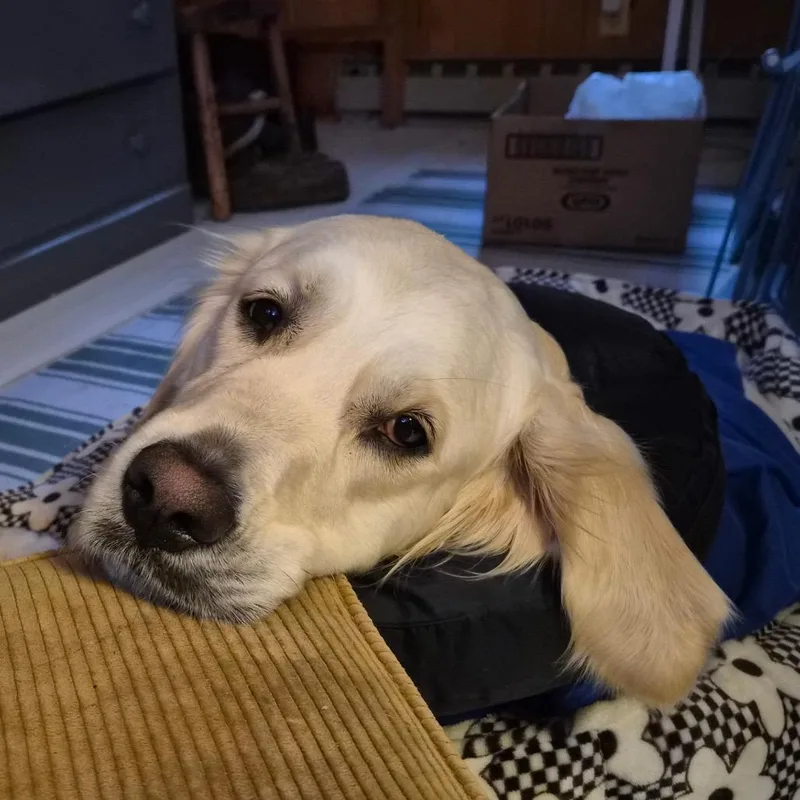 Lulu