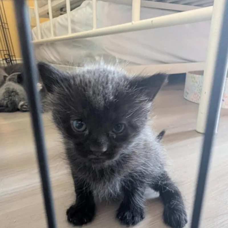 A baby small-sized male Black Domestic Short Hair cat named Pekoe for adoption in Briarcliff Manor, NY