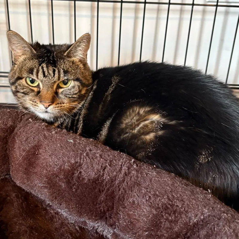 A young medium-sized female Black Domestic Short Hair cat named Beyblade for adoption in Louisville, KY