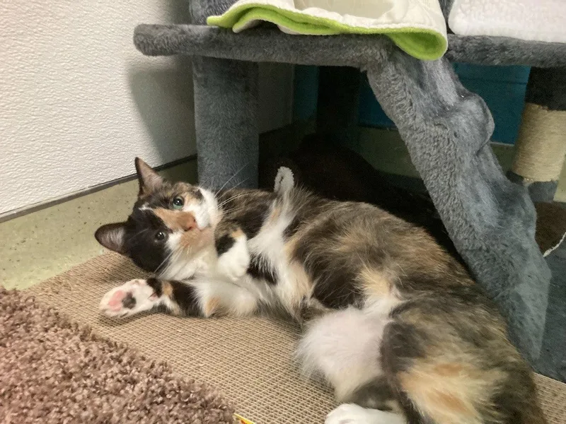 An adult medium-sized female Calico Domestic Short Hair cat named Cortalnd for adoption in Cincinnati, OH