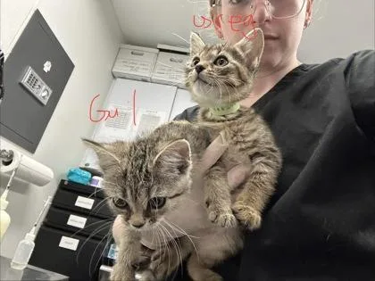 A baby medium-sized female Domestic Short Hair cat named Gail for adoption in West Chester, PA