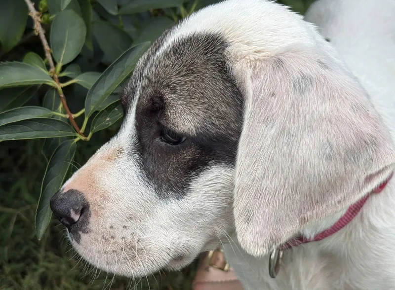 A young medium-sized female Pit Bull Terrier dog named Cricket for adoption in Nashville, TN