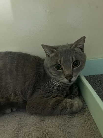 A young medium-sized male Gray / Blue / Silver Domestic Short Hair cat named Reed for adoption in Charleston, SC