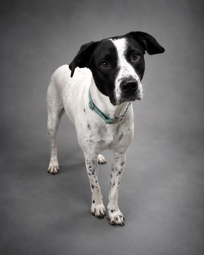 A young medium-sized female American Staffordshire Terrier dog named Josie for adoption in Cobden, IL