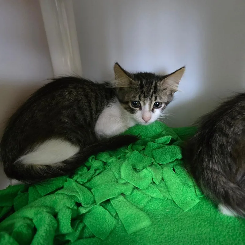 A baby small-sized female White Domestic Short Hair cat named Mackenzie for adoption in Naples, FL
