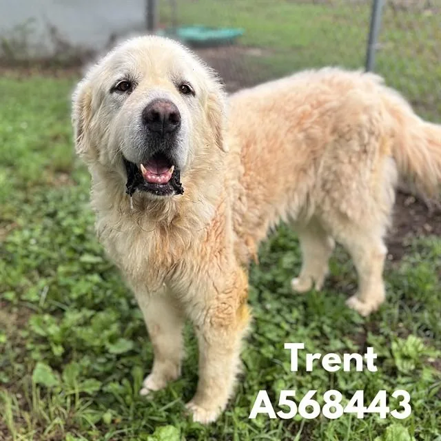 Trent
