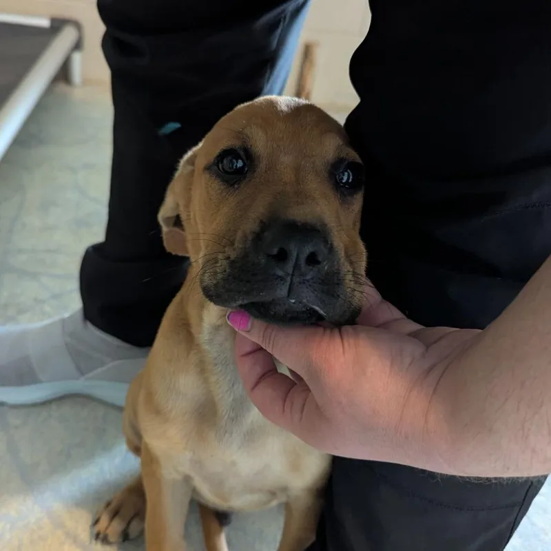 A baby medium-sized male Red / Chestnut / Orange Black Mouth Cur dog named Yosemite for adoption in Ocala, FL
