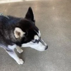 An adult large-sized male Black Husky dog named Yorkstray for adoption in York, PA