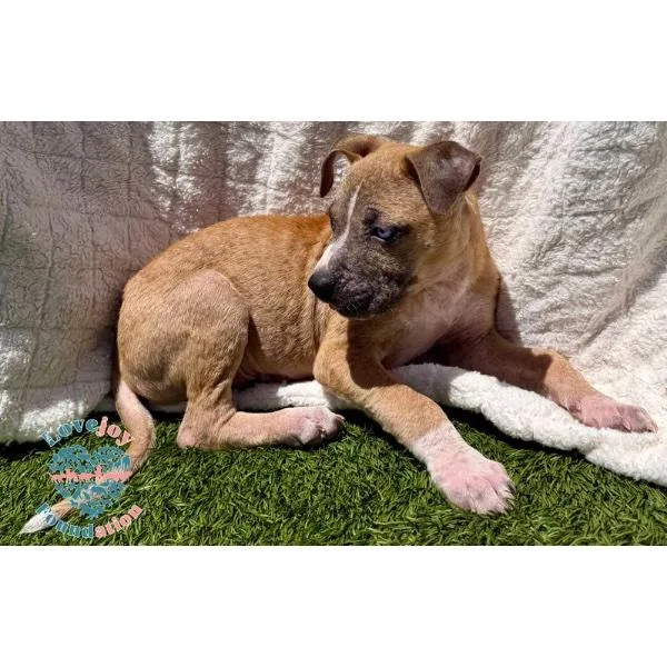 A baby medium-sized male Yellow / Tan / Blond / Fawn Pit Bull Terrier dog named Hazelnut for adoption in Inglewood, CA