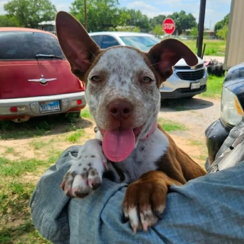 A baby medium-sized male Brown / Chocolate Australian Cattle Dog / Blue Heeler dog named Randy for adoption in Paramus, NJ
