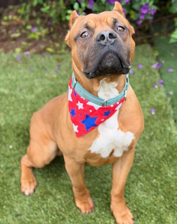 An adult large-sized male American Bully dog named Lucky for adoption in Escondido, CA