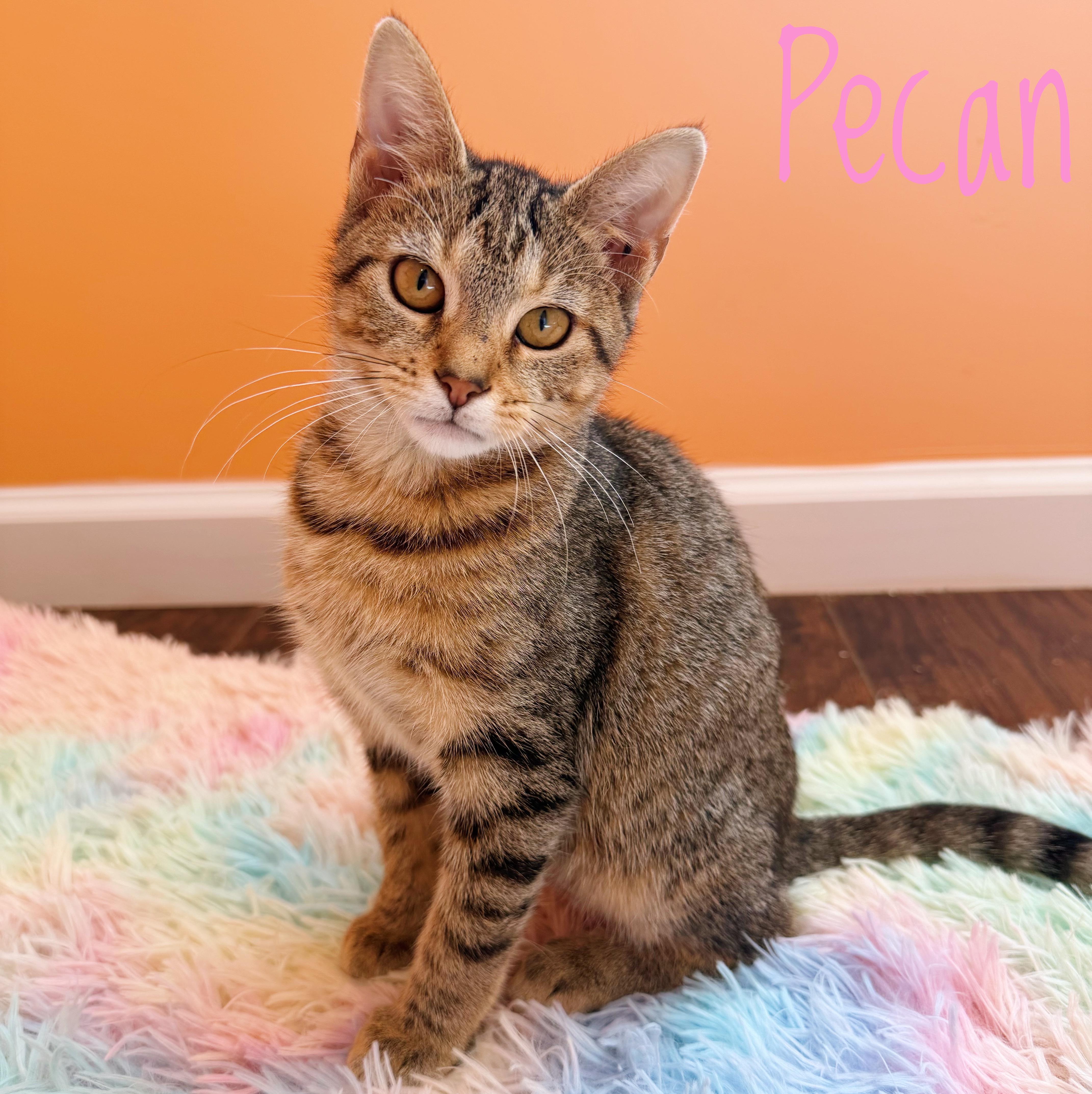 A baby medium-sized female Tabby (Brown / Chocolate) Domestic Short Hair cat named Pecan for adoption in Bethel, OH