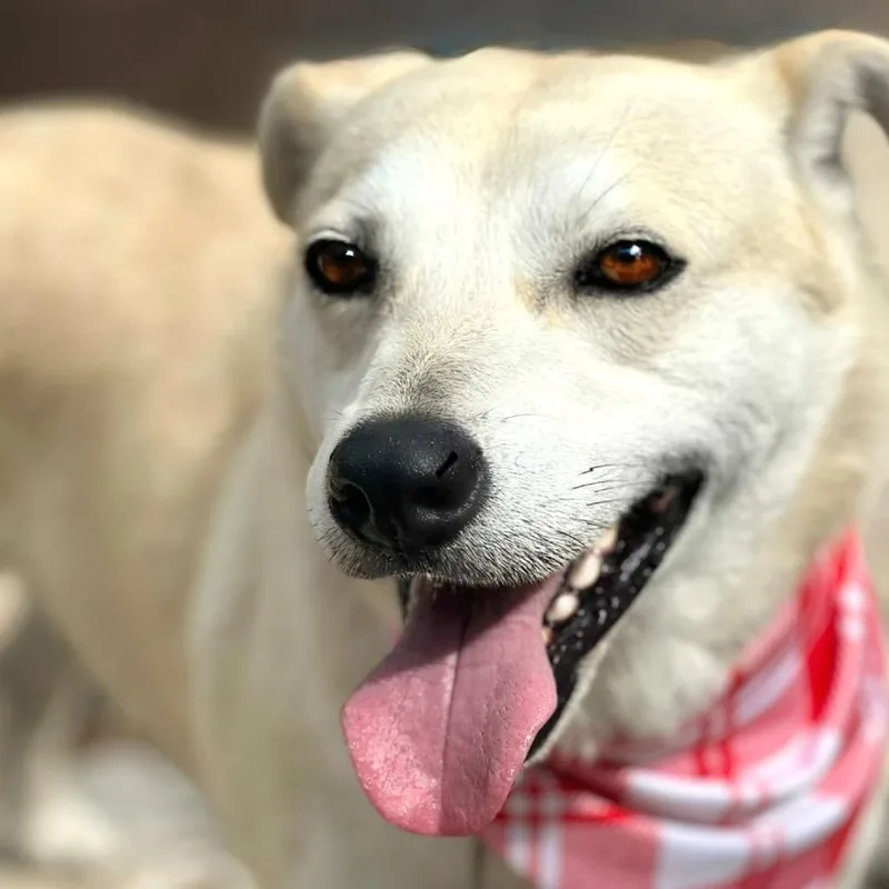 An adult medium-sized male White / Cream Labrador Retriever dog named Tito for adoption in Hondo, TX