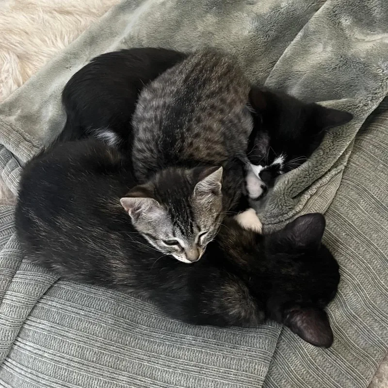 A baby small-sized female Black Domestic Short Hair cat named Sporty Spice for adoption in Jupiter, FL