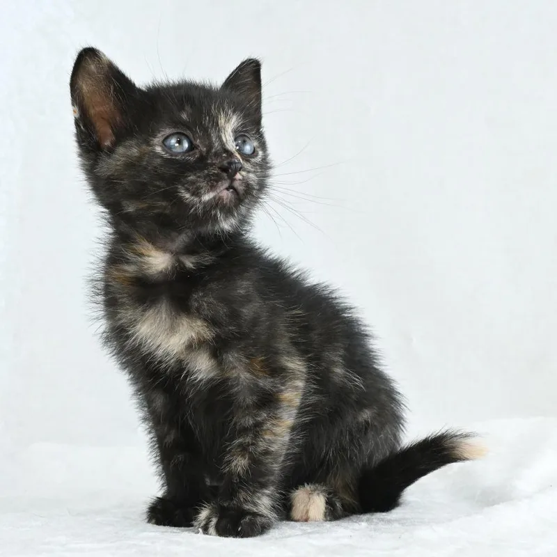 A baby small-sized female Tortoiseshell Domestic Short Hair cat named Bondi for adoption in Mobile, AL