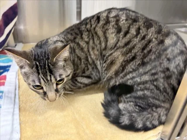 A young small-sized male Domestic Short Hair cat named Mittens for adoption in Derwood, MD