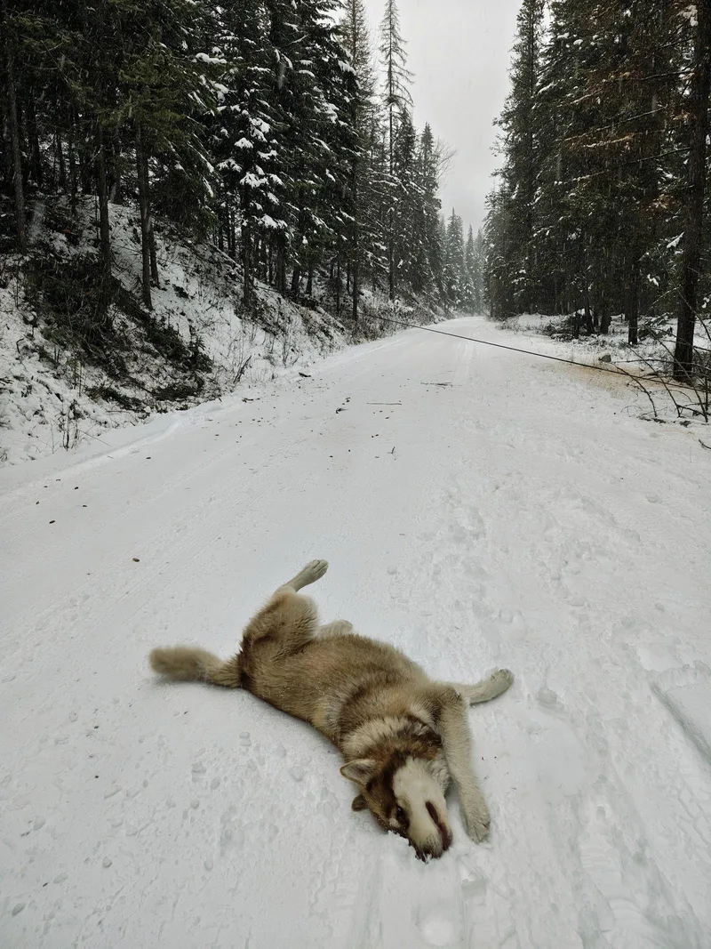 An adult large-sized female Alaskan Malamute dog named Freya for adoption in Seattle, WA