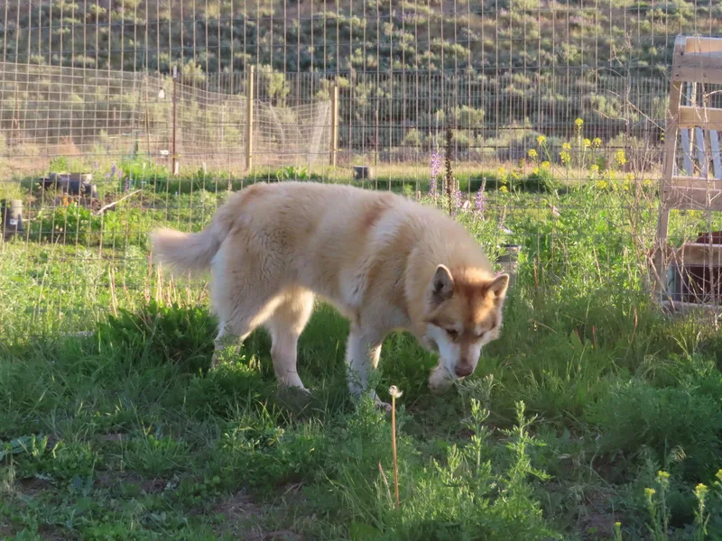 Freya thumbnail 3