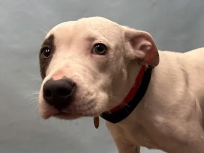 A baby medium-sized female Pit Bull Terrier dog named Stella for adoption in Coon Rapids, MN