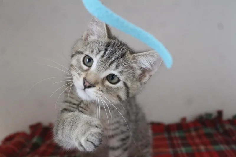 A baby medium-sized male Tabby (Brown / Chocolate) Domestic Short Hair cat named Honky for adoption in Chestertown, MD