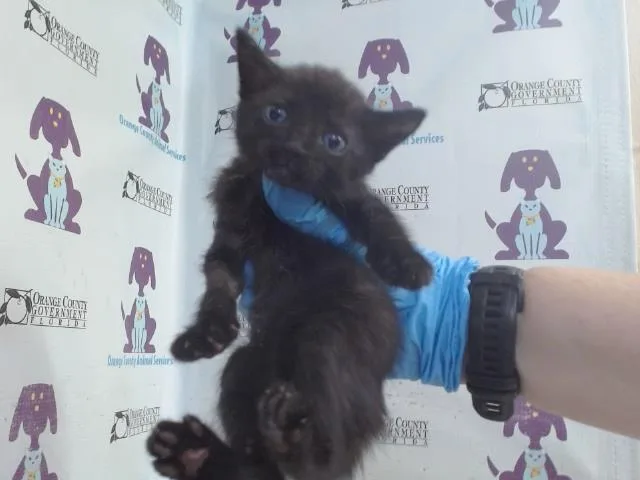 A baby small-sized female Domestic Short Hair cat named Ingrid for adoption in Orlando, FL
