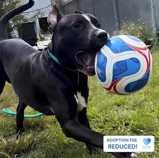 A young large-sized male Bicolor Pit Bull Terrier dog named Davide for adoption in Naperville, IL