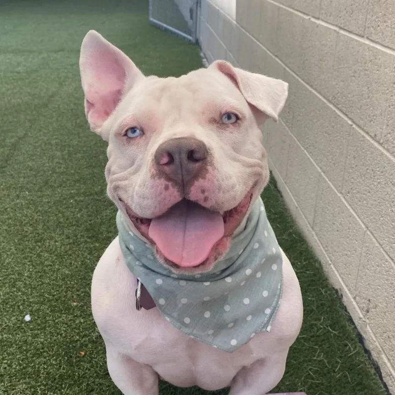 An adult medium-sized female White / Cream Pit Bull Terrier dog named Gertie for adoption in Los Angeles, CA