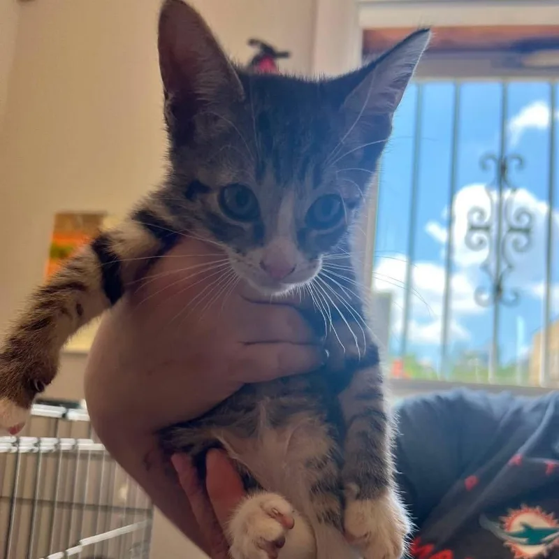 A baby small-sized female Brown / Chocolate Domestic Short Hair cat named Opal for adoption in Long Island City, NY