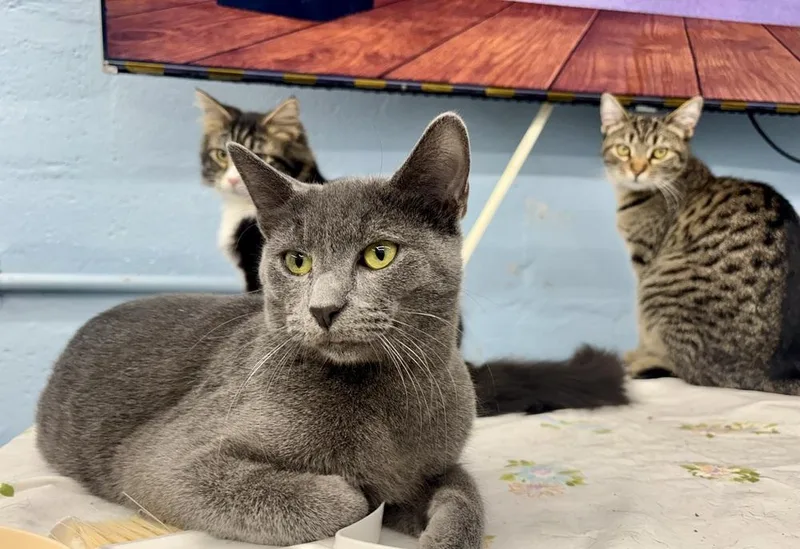 A young medium-sized male Gray / Blue / Silver Domestic Short Hair cat named Dobbie for adoption in West Mifflin, PA