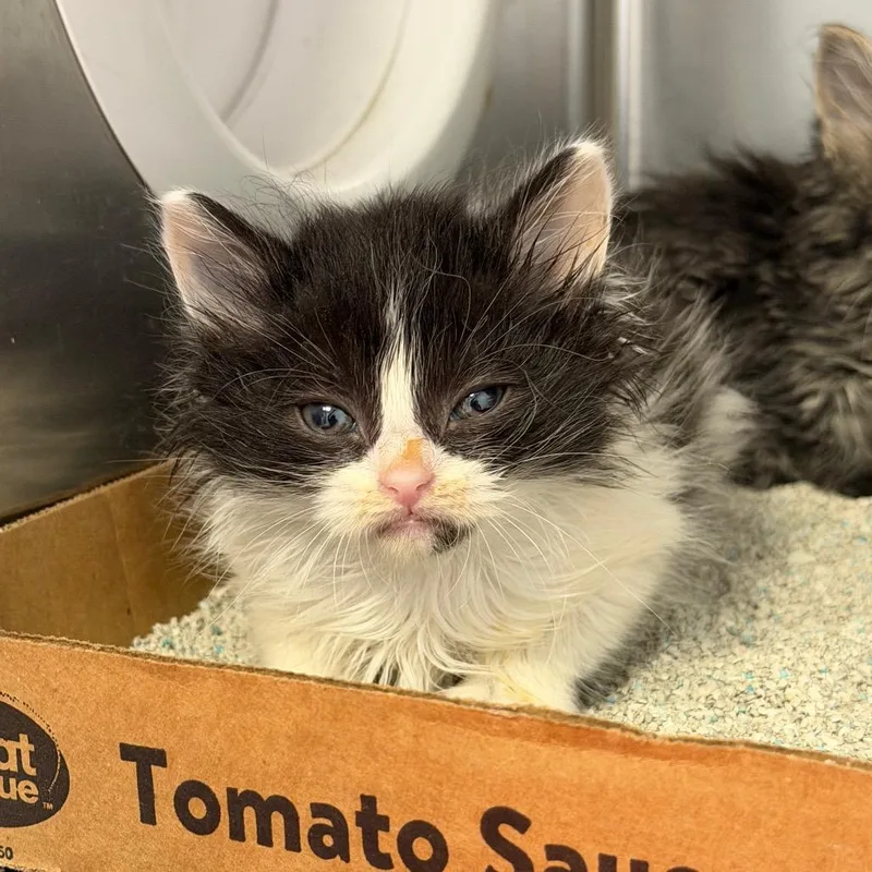 A baby small-sized female Black Domestic Long Hair cat named Purrincess for adoption in Martinsville, VA