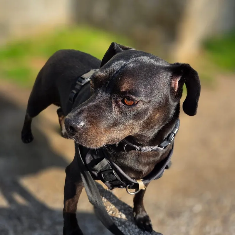 An adult medium-sized male Black Mixed Breed dog named Shadowheart for adoption in Charleston, WV