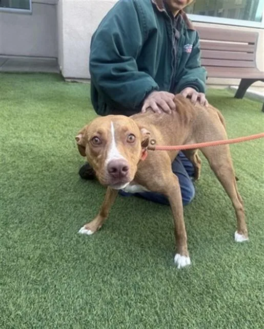 A young large-sized female Brittany Spaniel dog named Alani for adoption in San Jose, CA
