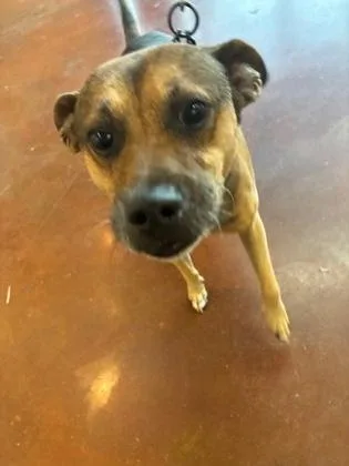 An adult medium-sized male Hound dog named Instanbul for adoption in New Orleans, LA