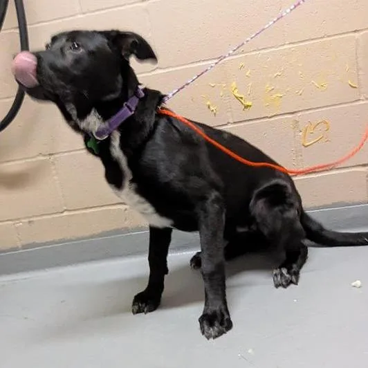 An adult large-sized male Black Labrador Retriever dog named Ozzy for adoption in Tacoma, WA
